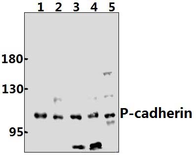 P~Cadherin (G78)