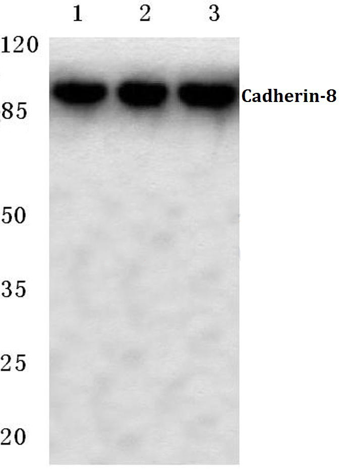 Cadherin~8 (A519)
