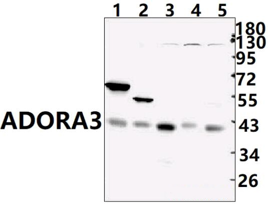ADORA3 (E318)