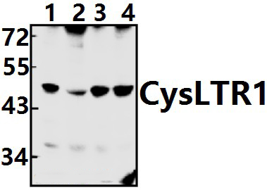 CysLTR1 (C173)