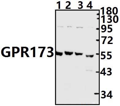 GPR173 (Y289)