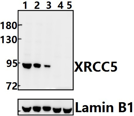XRCC5 (S462)