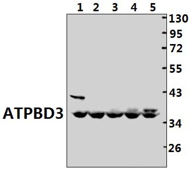 ATPBD3 (G318)
