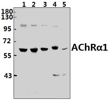 AChRα1 (E217)
