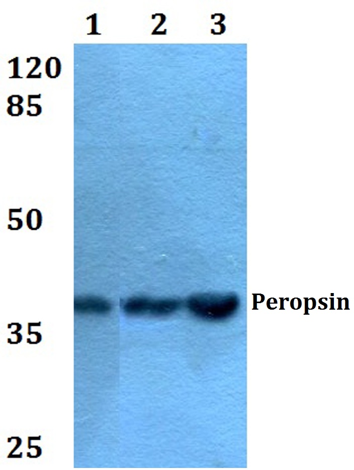 Peropsin (D237)