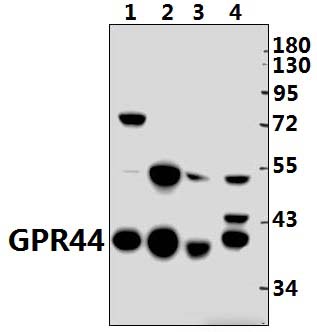 GPR44 (D113)