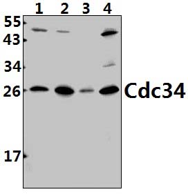 Cdc34 (D163)