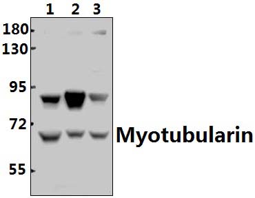 Myotubularin (Y290)