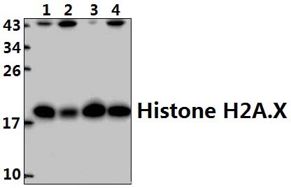 Histone H2A.X (S130)