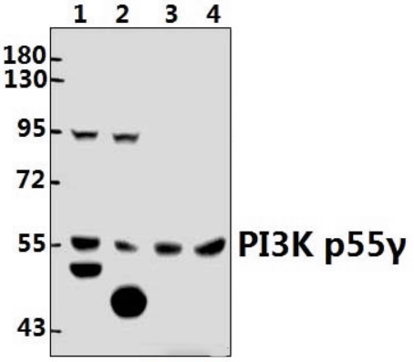 PI3K p55γ (Y463)