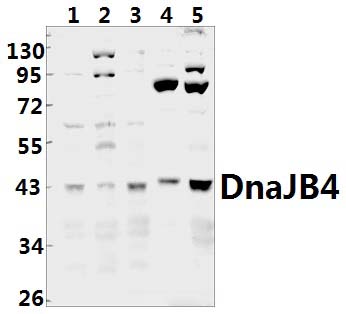 DnaJB4 (R120)