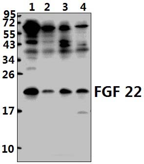 FGF 22 (A96)