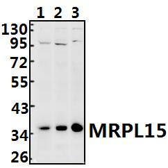MRPL15