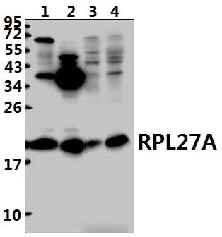 RPL27A (V140)