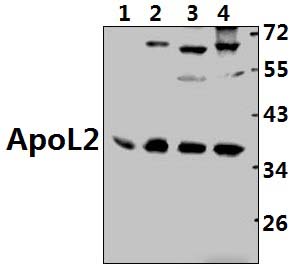 ApoL2 (R229)