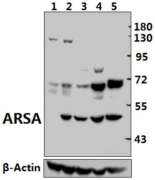 ARSA (R291)