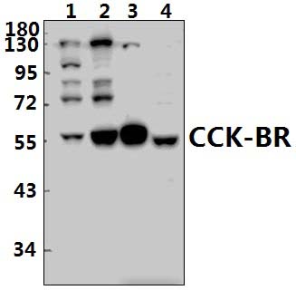 CCK~BR (L54)