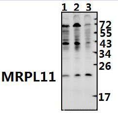MRPL11