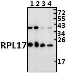 RPL17