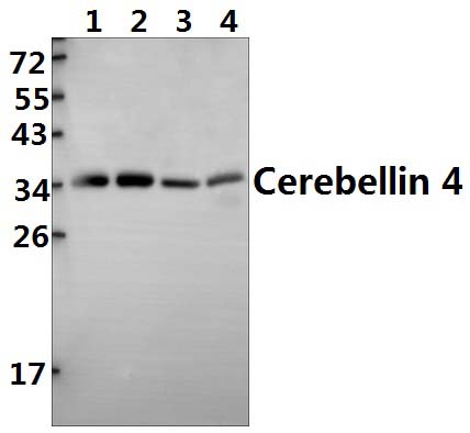 Cerebellin 4 (K178)