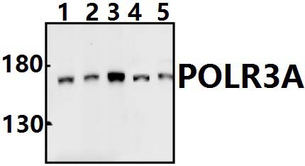 POLR3A (P68)