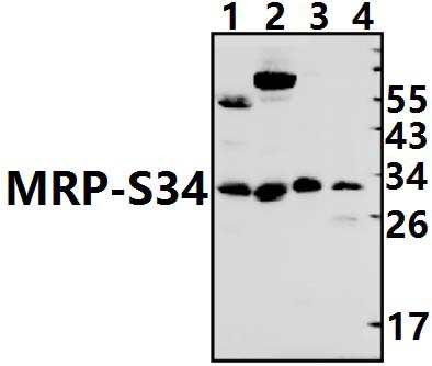 MRP~S34 (K214)