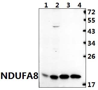 NDUFA8 (P141)