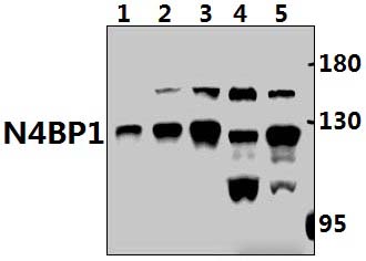 N4BP1 (Y415)