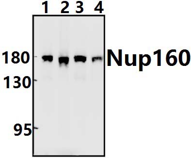 Nup160 (L424)