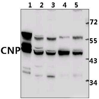 CNPase (A108)