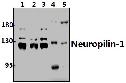 Neuropilin~1 (D525)