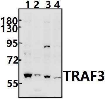 TRAF3 (S289)
