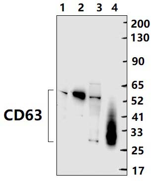 CD63 (K156)