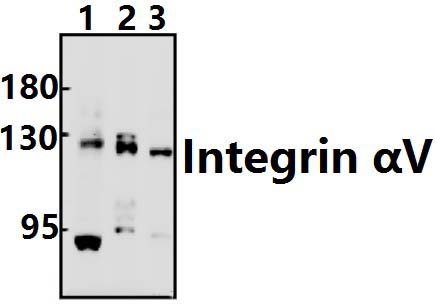 Integrin αV (P804)