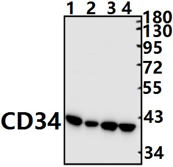 CD34 (L257)