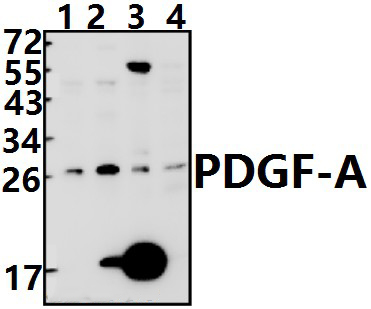 PDGF~A (K154)
