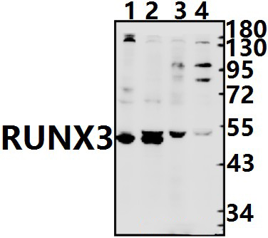 RUNX3 (R182)