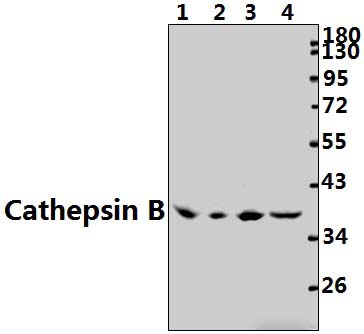 Cathepsin B (N217)