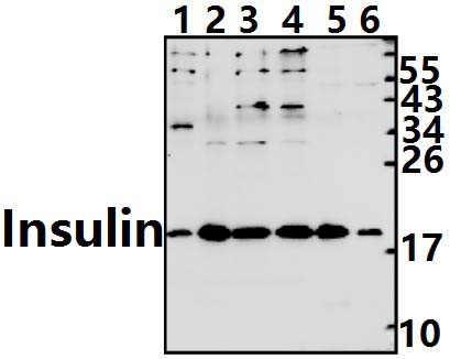 Insulin (F49)