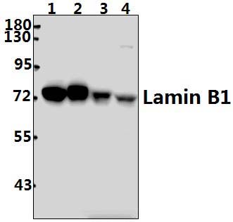 Lamin B1 (L75)