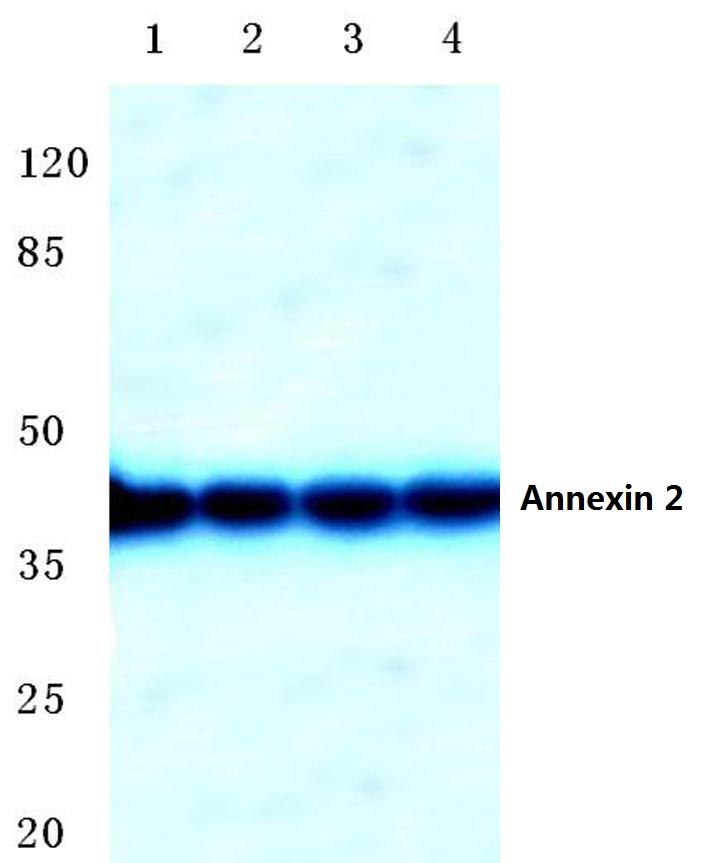 Annexin 2 (N137)