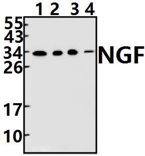 NGF (L82)