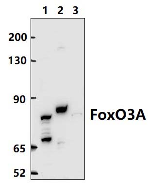 FoxO3A (P247)