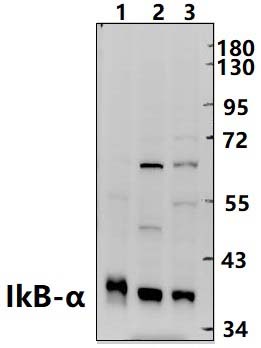 IkB~α (S36)