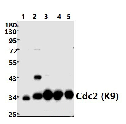 Cdk1/Cdc2 (K9)