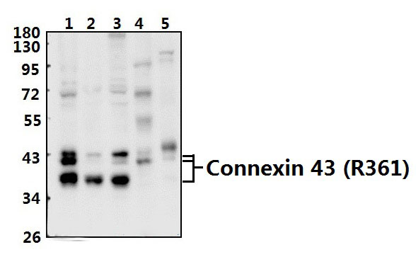 Connexin 43 (R361)