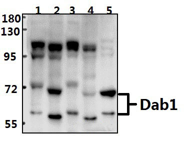 Dab1 (Q226)