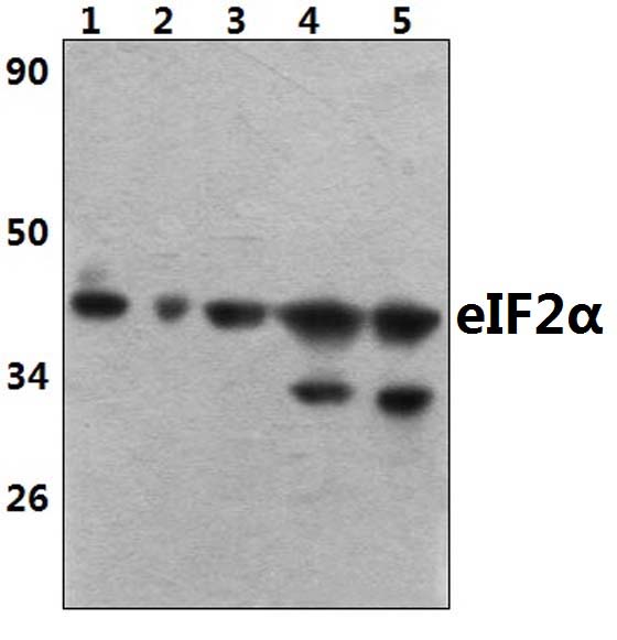 eIF2α (I45)
