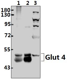 Glut 4 (R271)