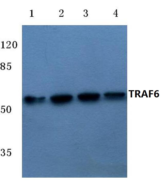 TRAF6 (H154)